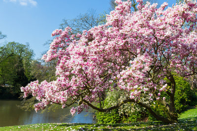 poster-print-magnolia-in-the-wiesbaden-spa-gardens