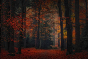 poster-print-frozen-in-autumn-2
