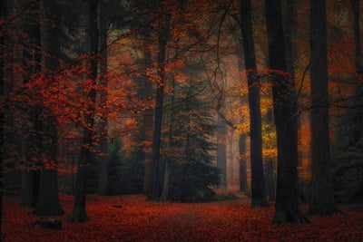 poster-print-frozen-in-autumn-2
