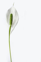 canvas-print-the-peace-lily