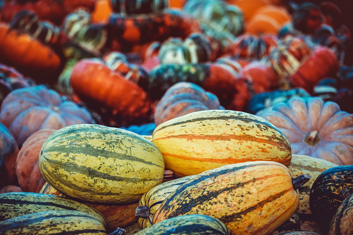 canvas-print-pumpkin-types