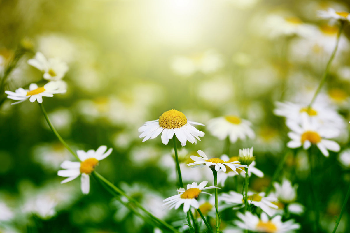 framedcanvas-print-the-daisy