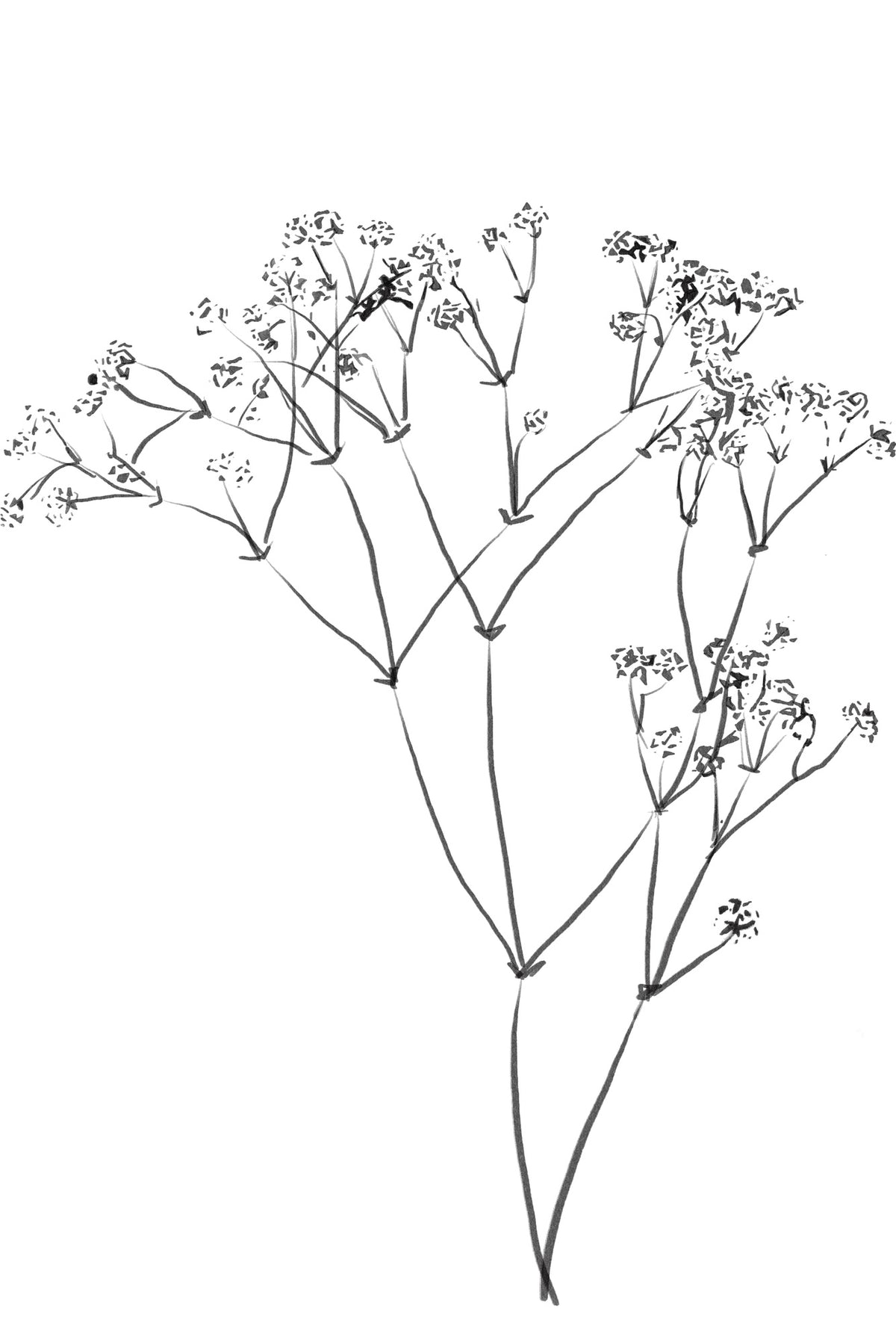 canvas-print-drawing-line-plant