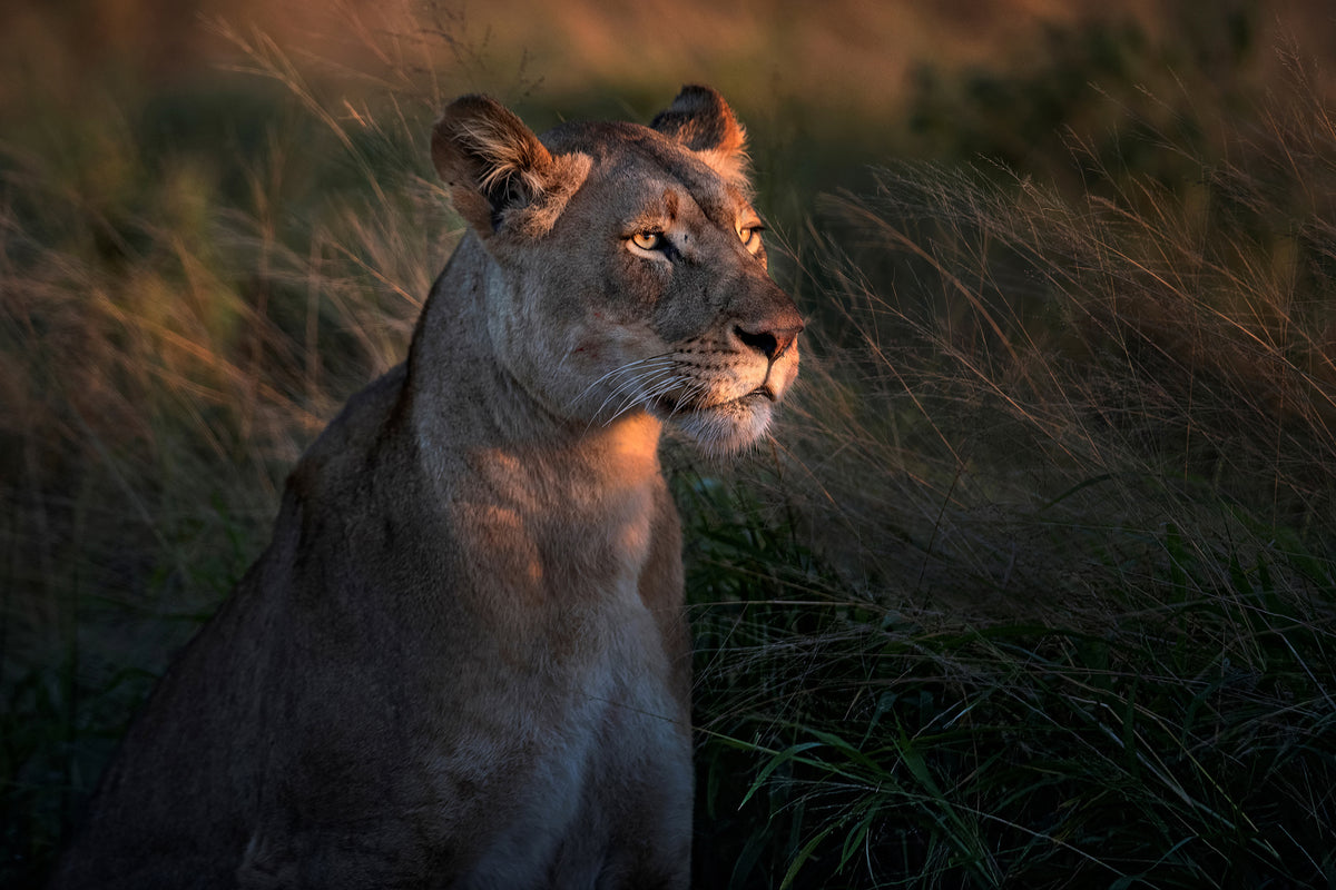 acrylic-print-lioness-at-first-day-ligth-x