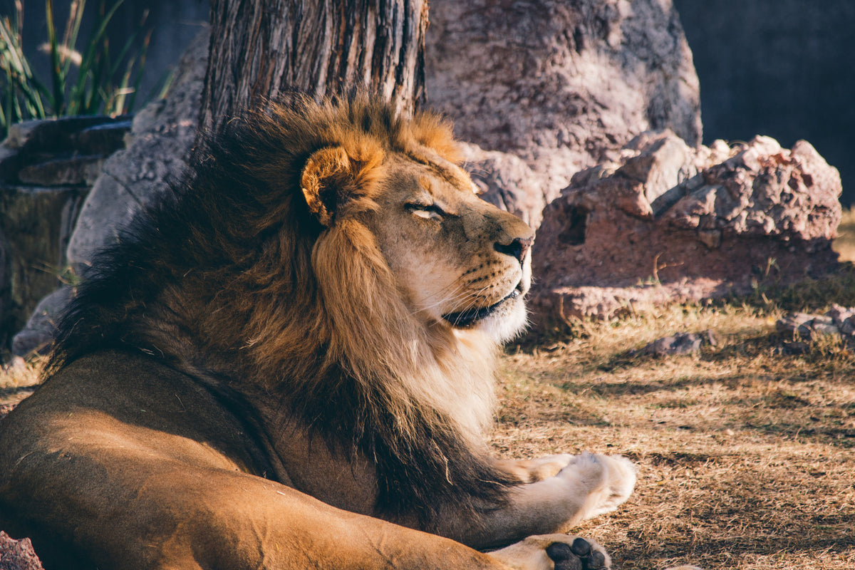3-piece-acrylic-print-lion-is-sunning-himself