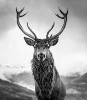 framedposter-print-monarch-of-the-glen