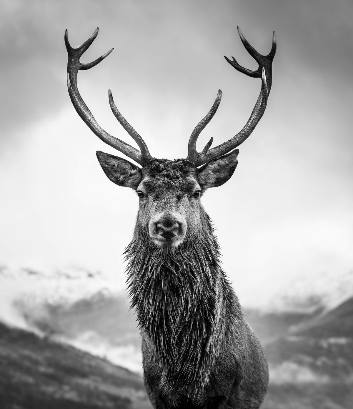 framedposter-print-monarch-of-the-glen