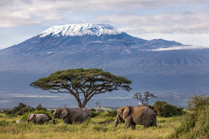 modern-3-piece-canvas-print-3-elephants-in-front-of-kilimanjaro
