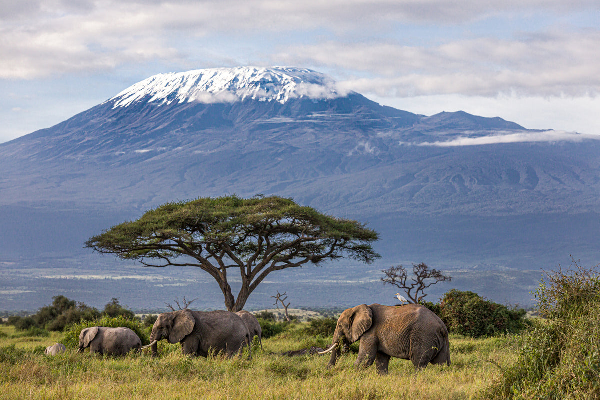 modern-3-piece-canvas-print-3-elephants-in-front-of-kilimanjaro