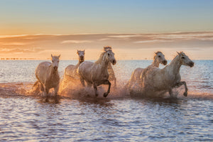 framedcanvas-print-camargue-horses-ii-x