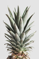 canvas-print-pineapple-natural-02
