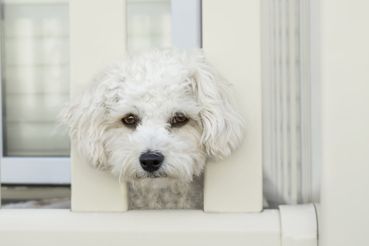 framedcanvas-print-a-dog-girl-to-fall-in-love