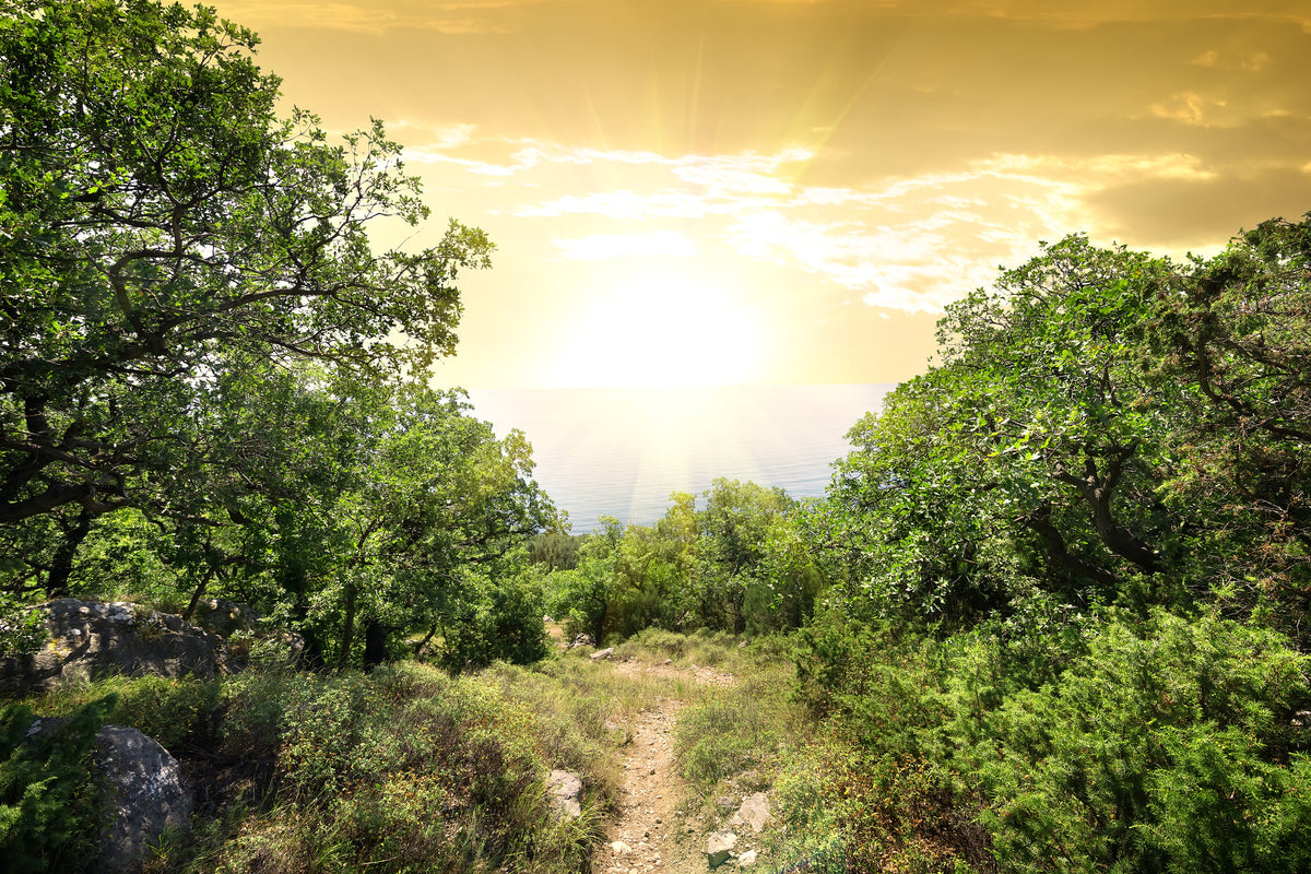 acrylic-print-at-the-end-of-the-forest