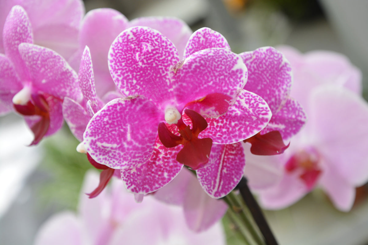 canvas-print-purple-orchids-in-bloom