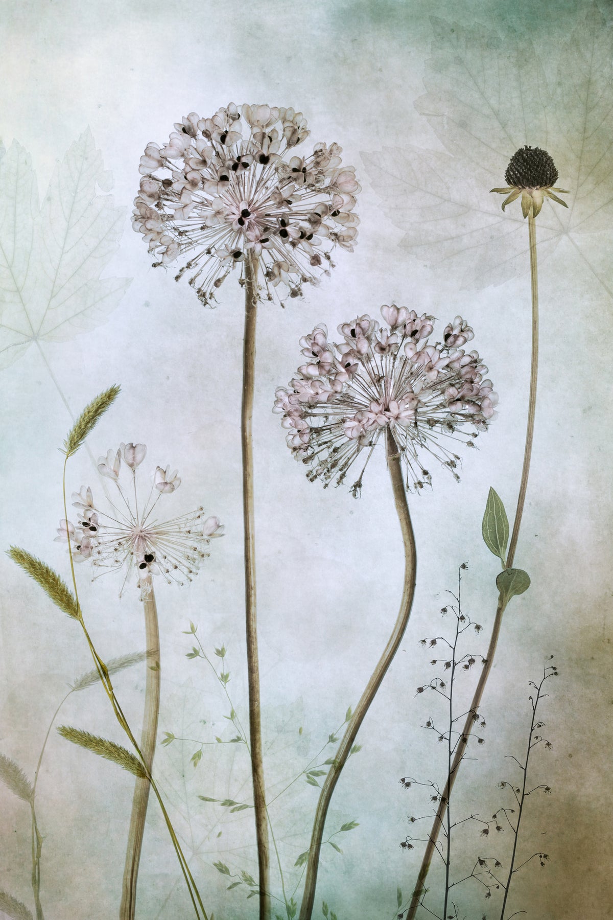 poster-print-allium-2