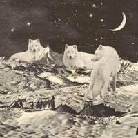 acrylic-print-giant-white-wolves