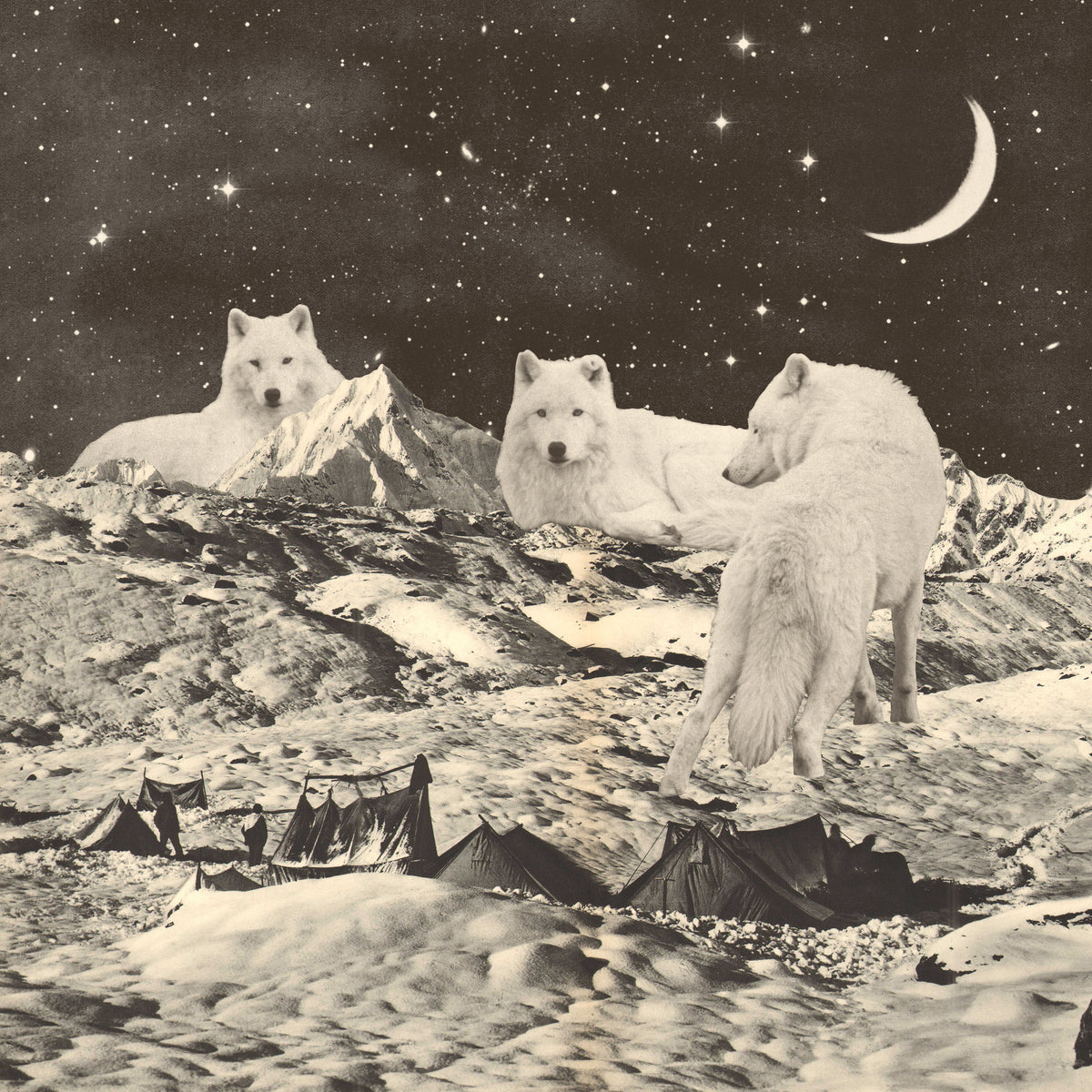 acrylic-print-giant-white-wolves