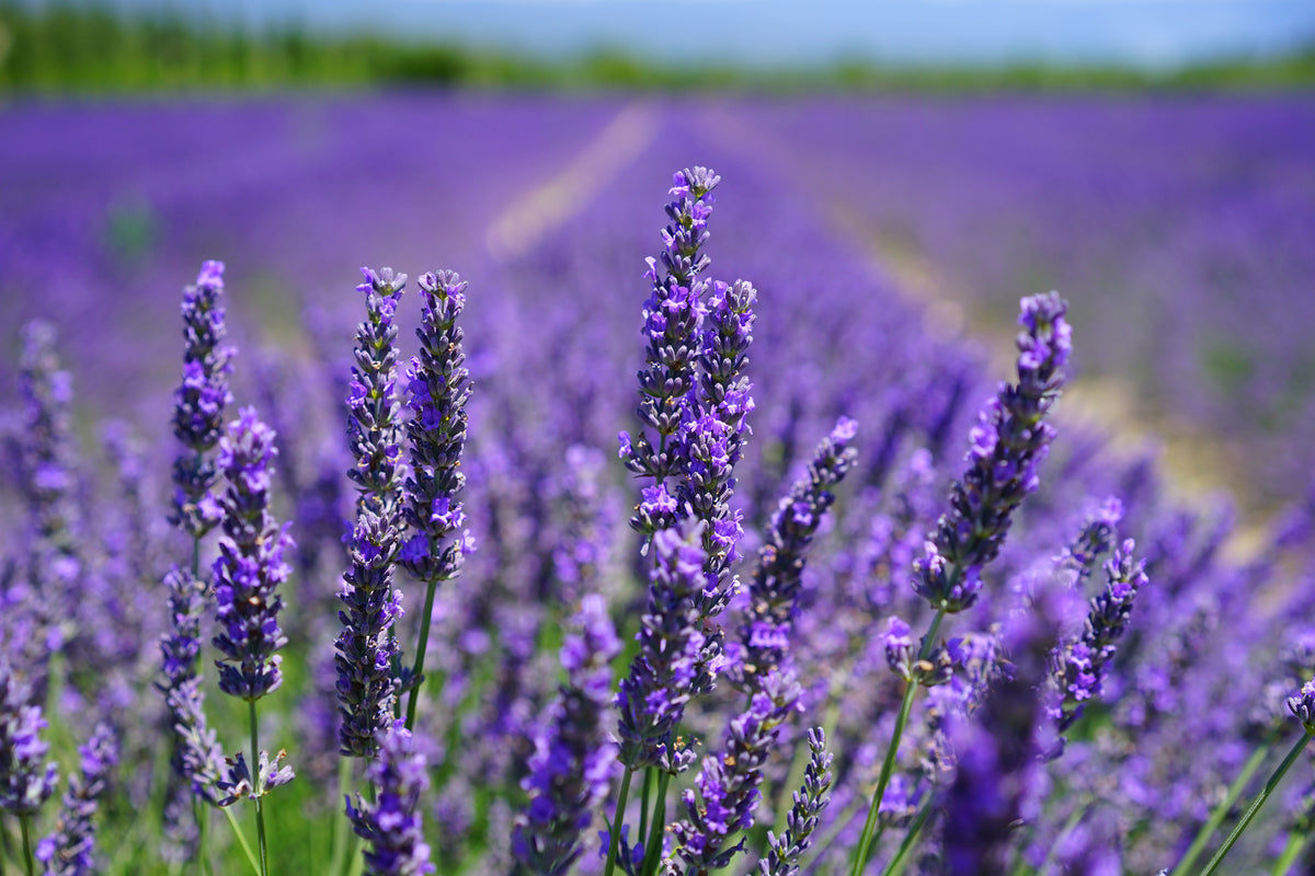 acrylic-print-the-lavender-flowers