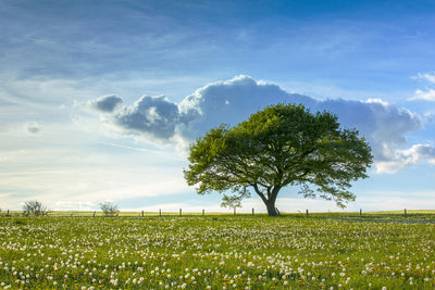 poster-print-spring-tree