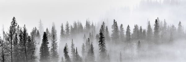 panoramic-poster-print-foggy-forest-panorama