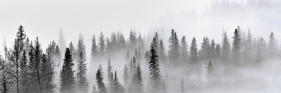 panoramic-poster-print-foggy-forest-panorama