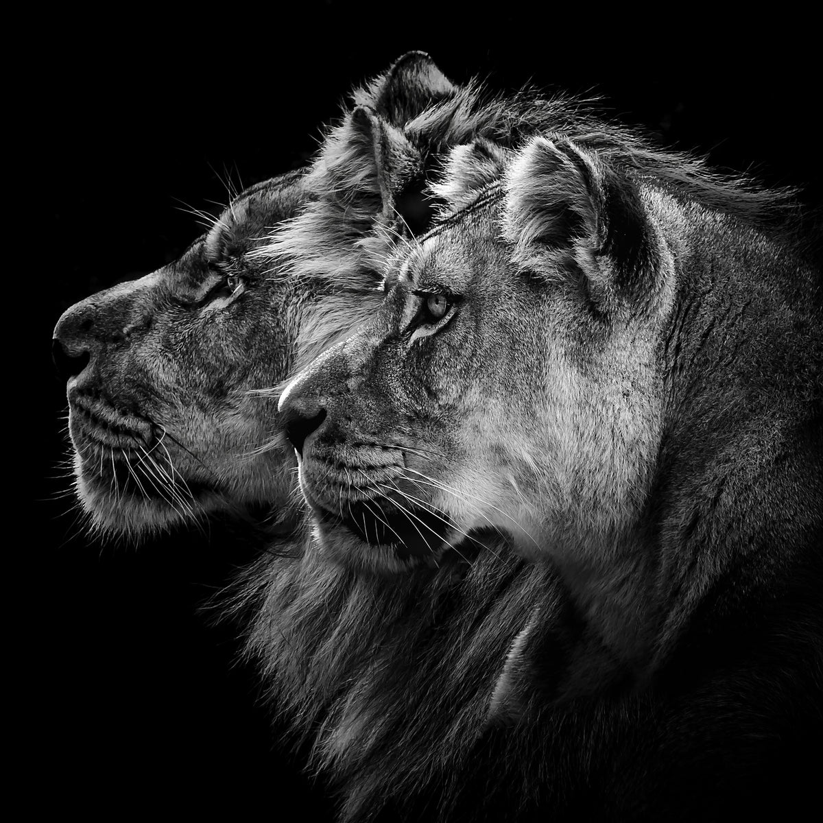 aluminium-print-lion-and-lioness-portrait