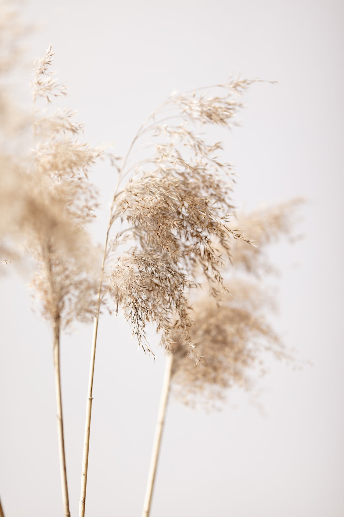 canvas-print-reed-grass-grey-09