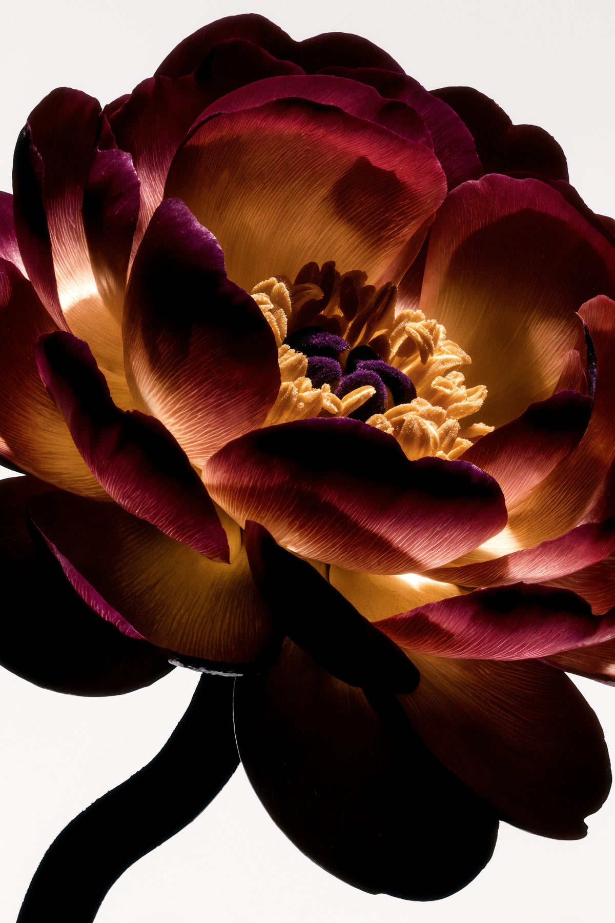 framedcanvas-print-lightfall-florals-sunlit-ruffle