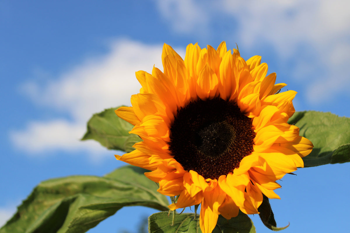 3-piece-acrylic-print-sunflower-in-bloom
