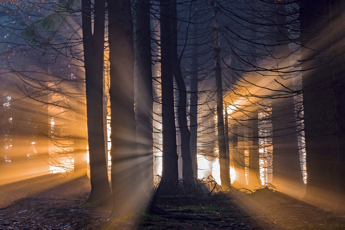 framedposter-print-forest-x