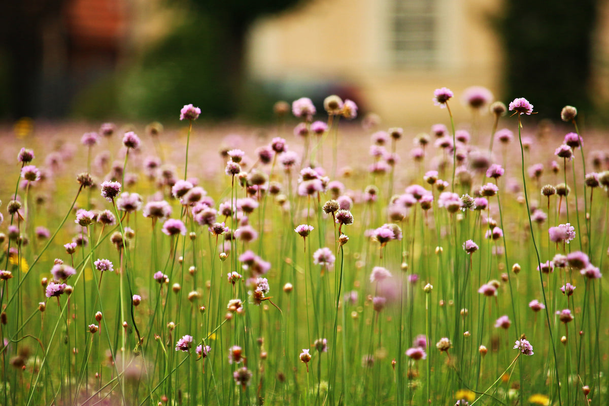 3-piece-canvas-print-a-meadow-full-of-flowers