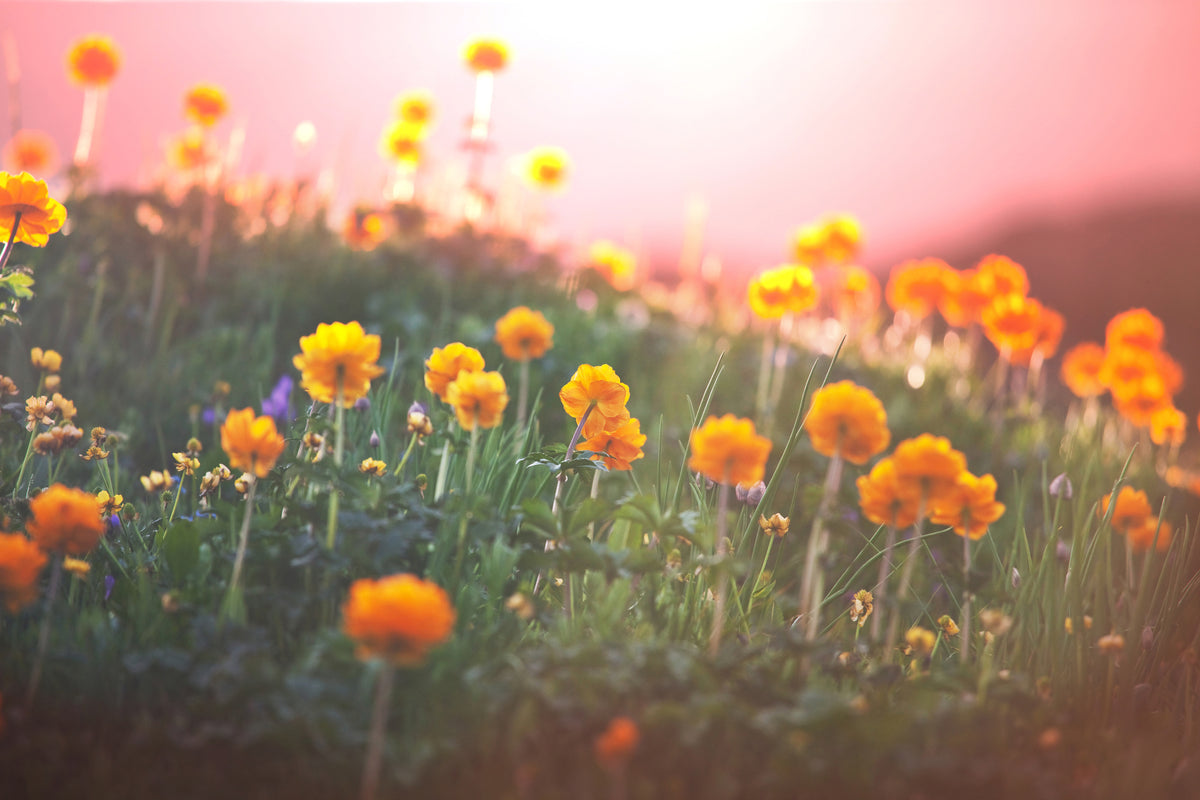 framedcanvas-print-the-mountain-meadow