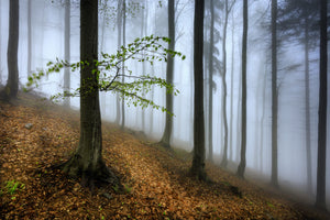 3-piece-canvas-print-spring-visit