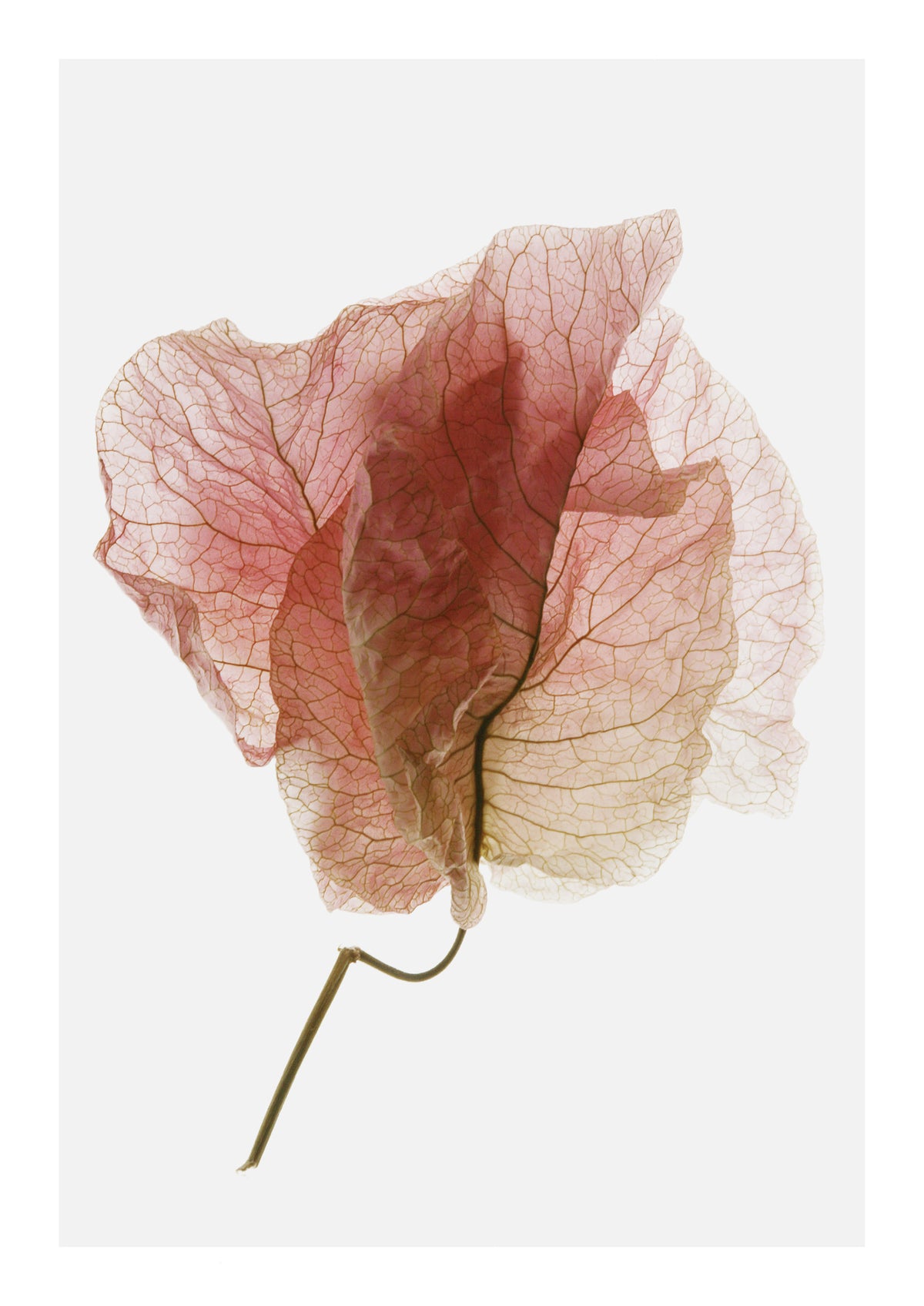framedposter-print-delicate-petal-veins-2