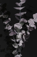 framedcanvas-print-eucalyptus-negative-001