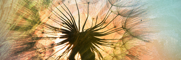 panoramic-aluminium-print-xxl-dandelion-panorama