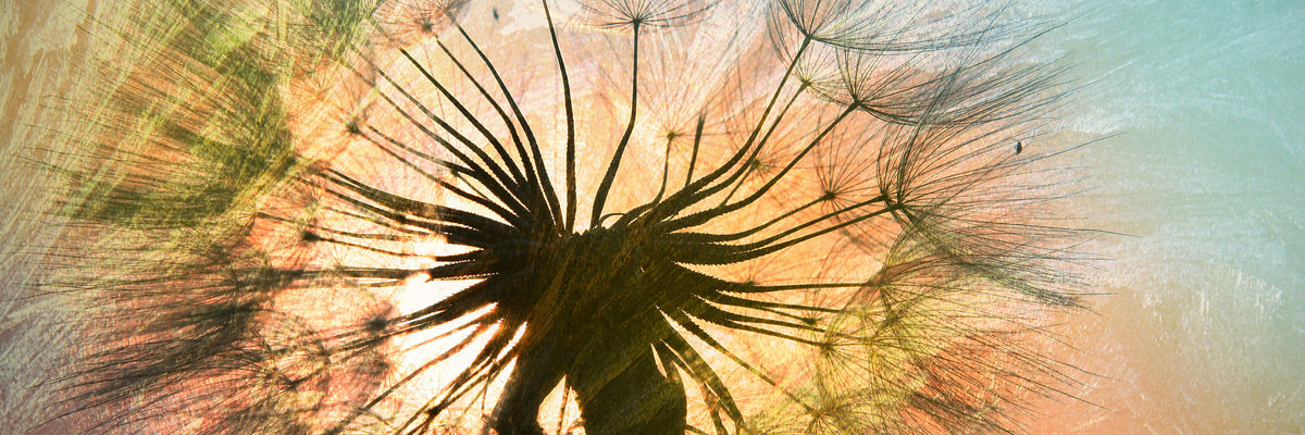 panoramic-aluminium-print-xxl-dandelion-panorama