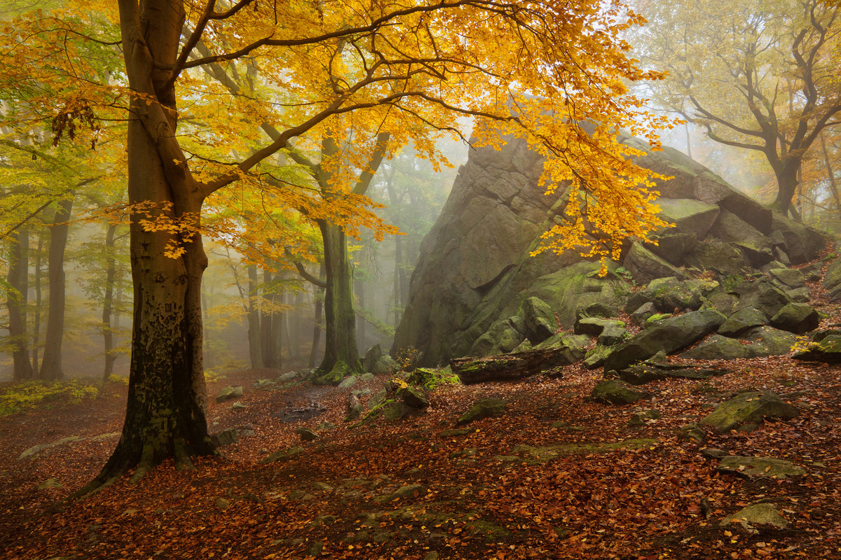 acrylic-print-autumn-forest-x
