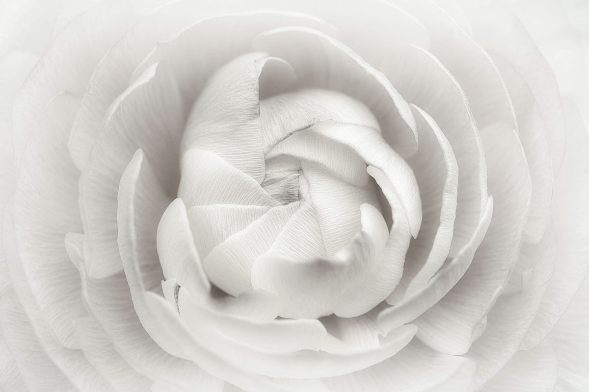 3-piece-canvas-print-ranunculus