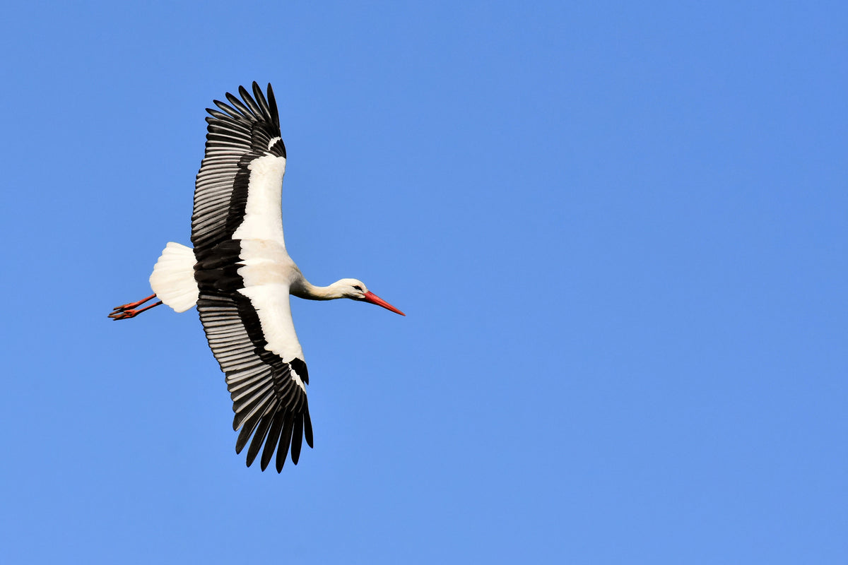 aluminium-print-the-stork-in-action