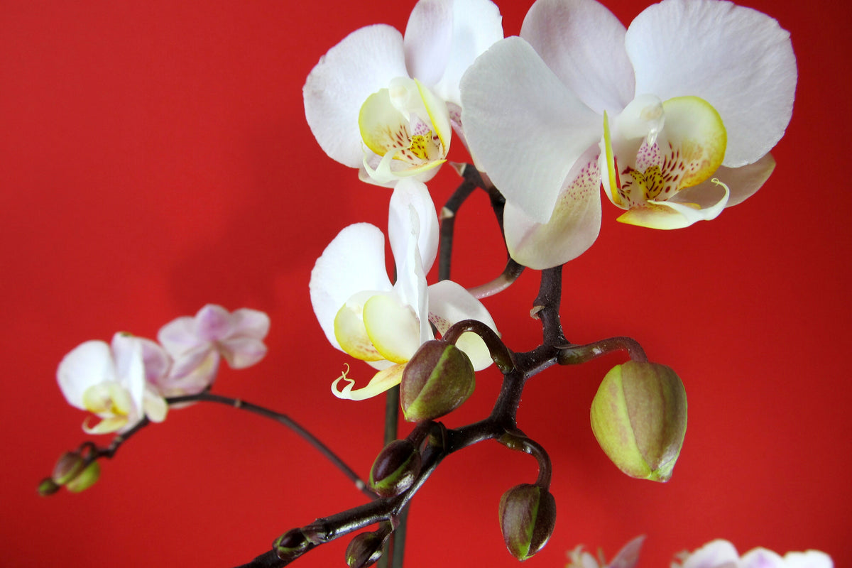 framedposter-print-white-orchids-on-red-wall