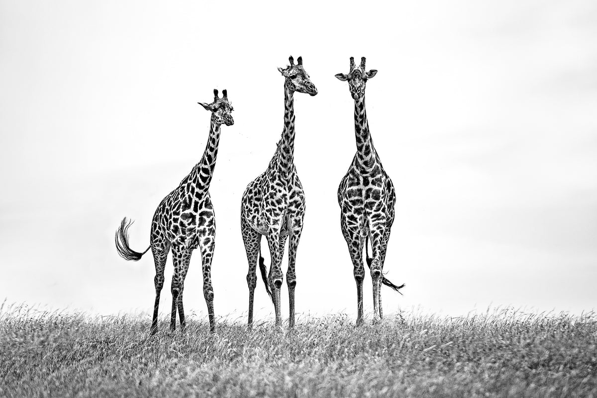 framedcanvas-print-giraffes-in-the-mara-plains-x