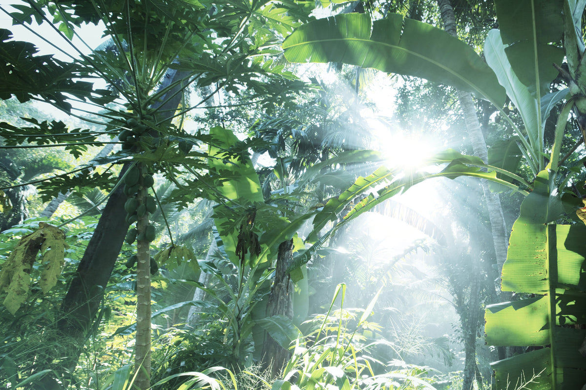 framedposter-print-jungle-star