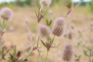 canvas-print-delicate-flowers