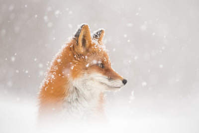 poster-print-snow-is-fallingab-x