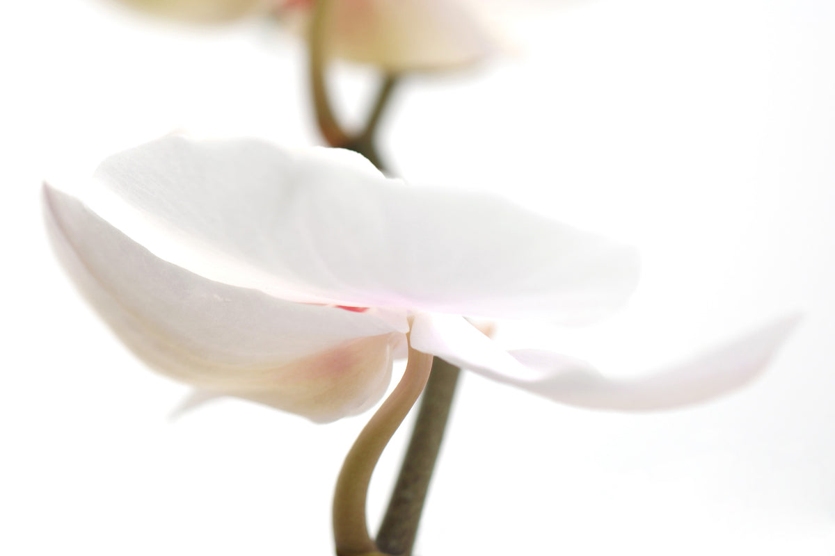 canvas-print-xxl-orchid-flower