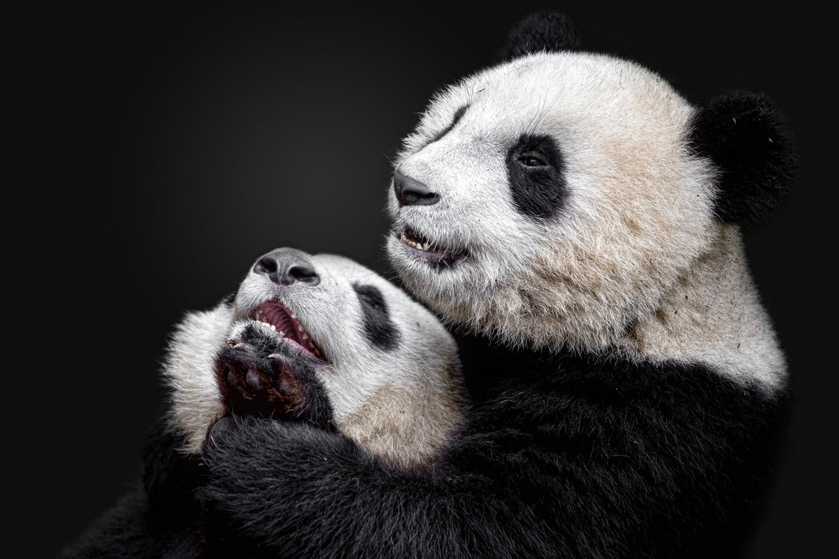 framedcanvas-print-pandas-x