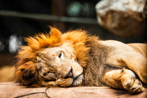 framedcanvas-print-relaxed-lion