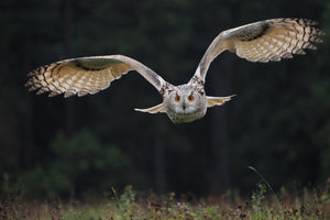 acrylic-print-the-owl