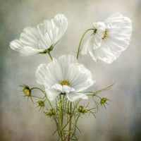 4-piece-acrylic-print-cosmos-charm